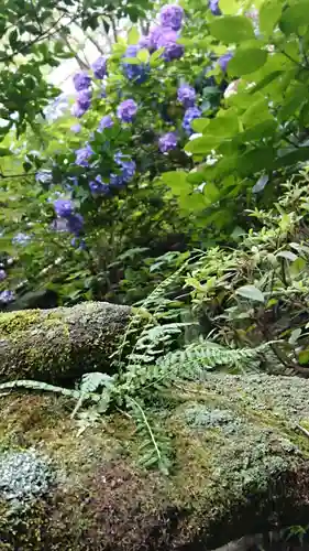 杉本寺の自然