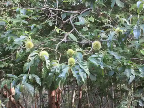 花山院菩提寺の自然
