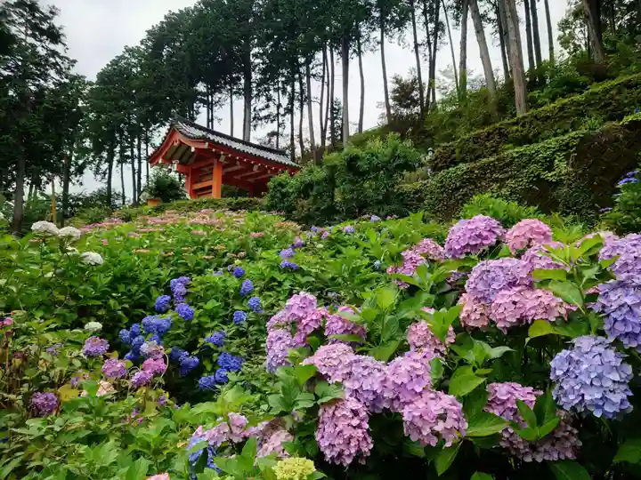 三室戸寺(京都府)