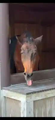 伊勢神宮内宮（皇大神宮）(三重県)