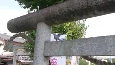 川越八幡宮の鳥居