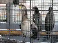 宇治神社の動物