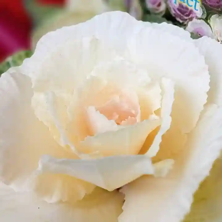 阿邪訶根神社のその他建物