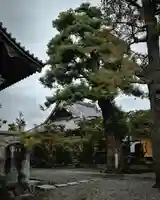 善徳寺(栃木県)
