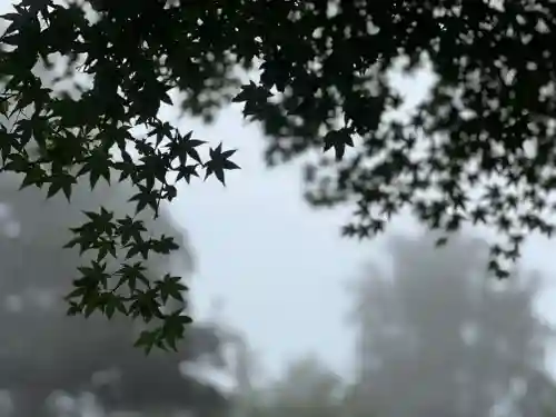 須山浅間神社の自然