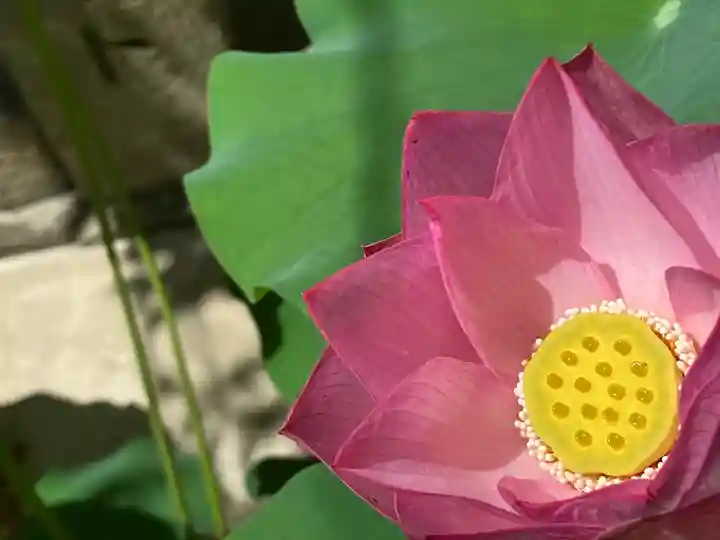 生田神社の自然