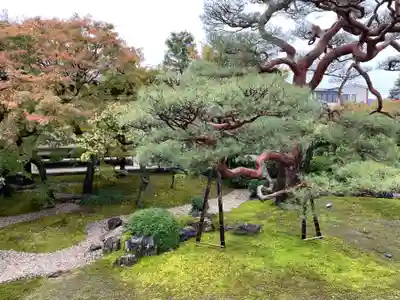 妙顯寺（妙顕寺）(京都府)