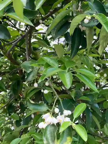 炬口八幡神社の自然