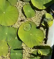 五井山 妙善院の自然