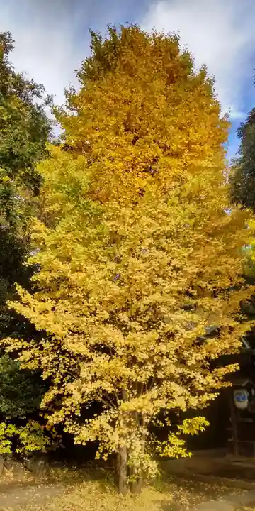 鷲神社(東京都)