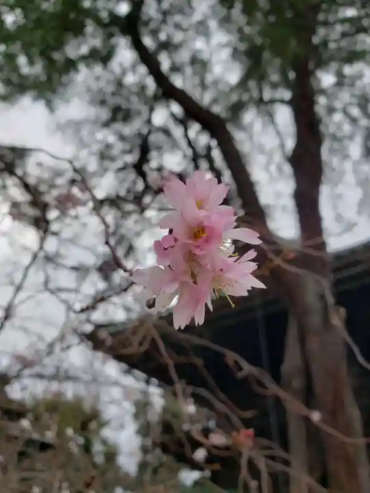 妙法寺(東京都)