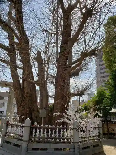 二日市八幡宮の自然