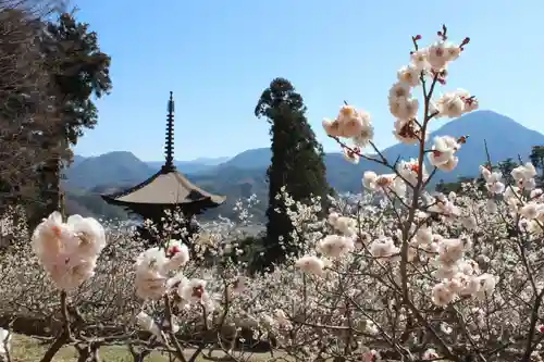 国宝 大法寺の庭園