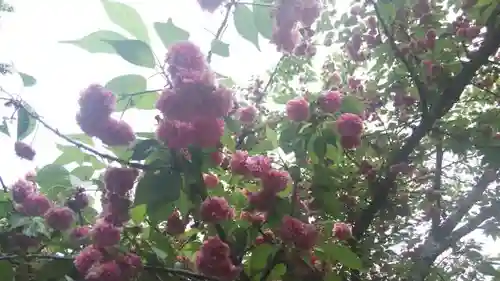 平野神社の自然