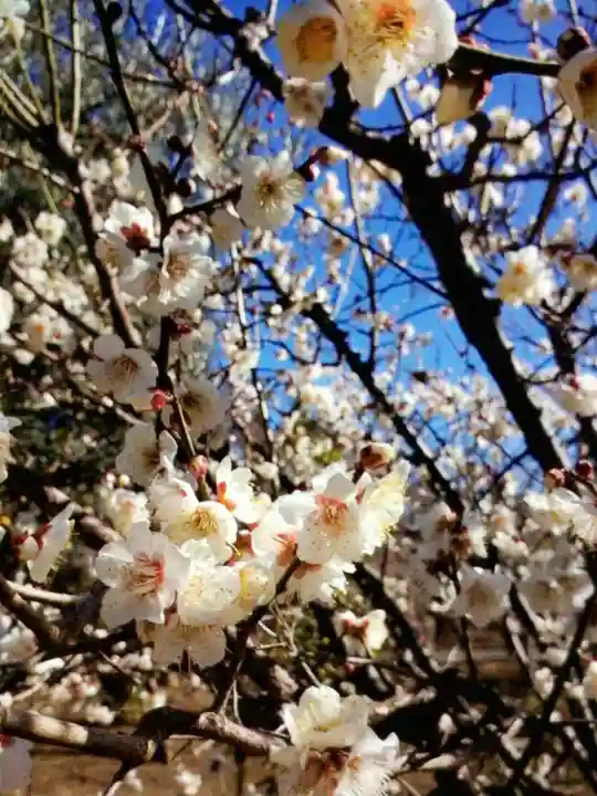 福蔵院(東京都)