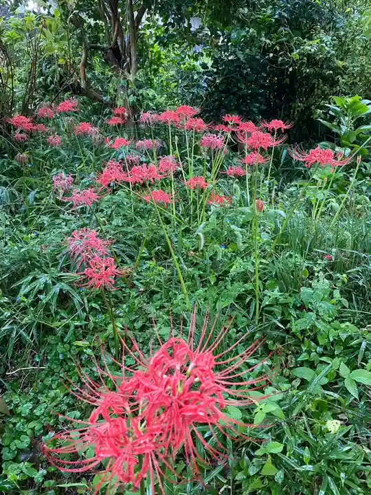 般若寺 ❁コスモス寺❁の自然