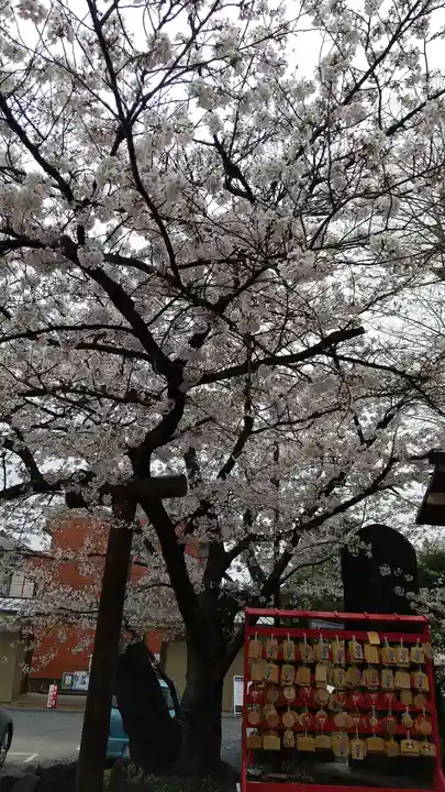 鎮守氷川神社の自然