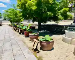 本山専修寺の建物その他