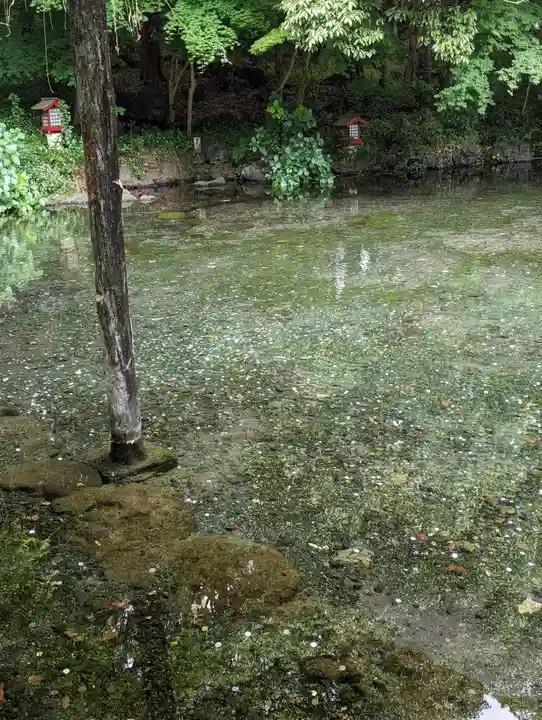 富士山本宮浅間大社(静岡県)