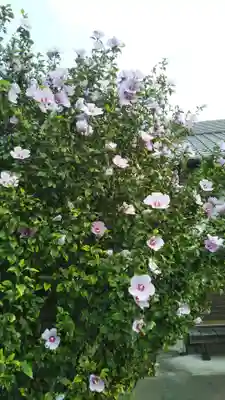 愛宕神社(隣接 三橋神社)の自然