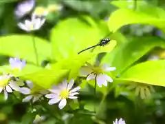 修那羅山安宮神社(長野県)