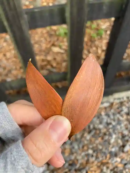 天宮神社の自然