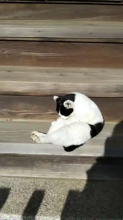 鎌数伊勢大神宮の動物