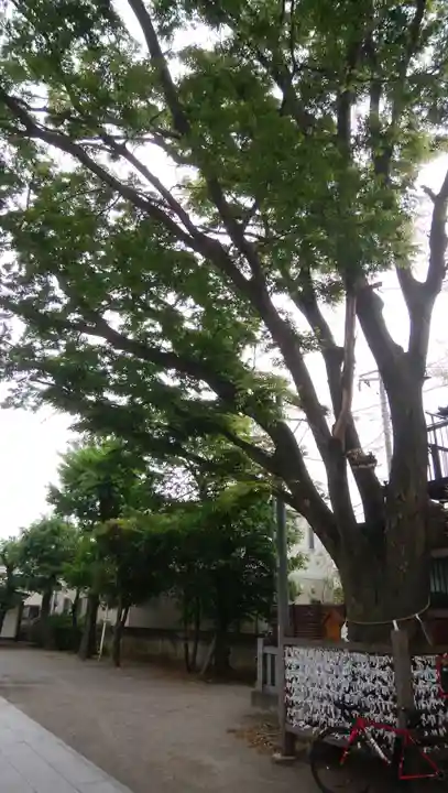 日枝神社(相之川)のおみくじ