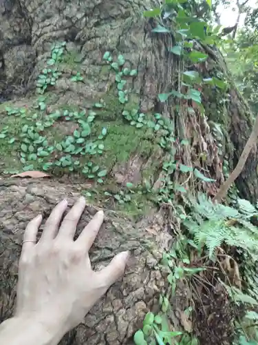 來宮神社の自然