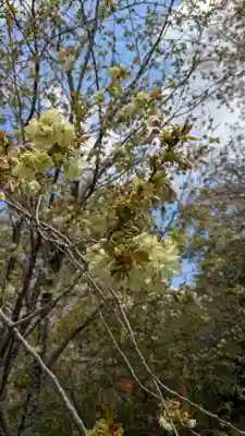 平野神社(京都府)