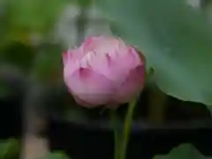 極楽山　浄土寺の自然