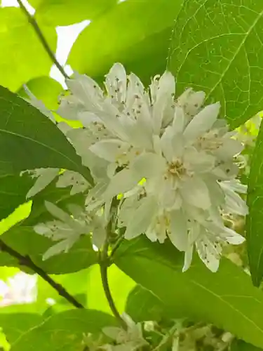 粟嶋堂宗徳寺の自然