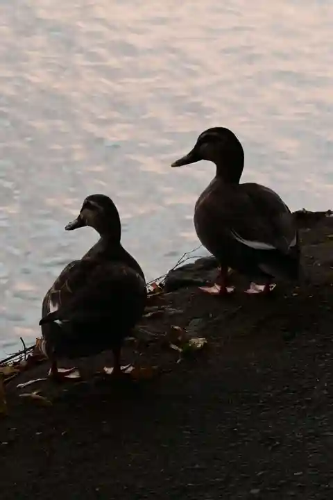 大悲閣千光寺(京都府)