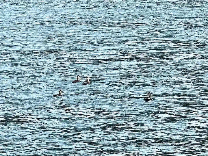 仁科神社(長野県)