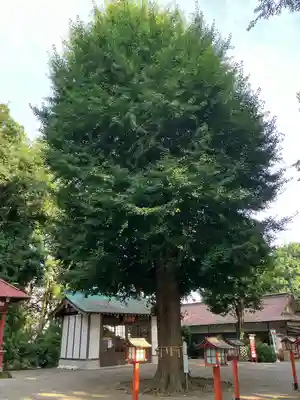 薬師寺八幡宮(栃木県)