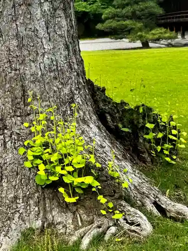 東寺（教王護国寺）(京都府)