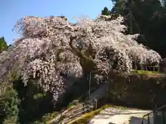 瀧蔵神社の自然