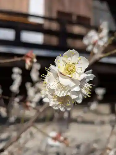 福蔵院(東京都)