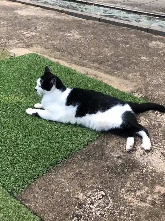 王子神社の動物