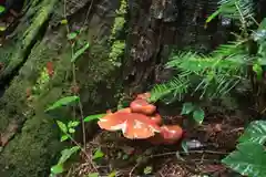 鹿島大神宮の自然