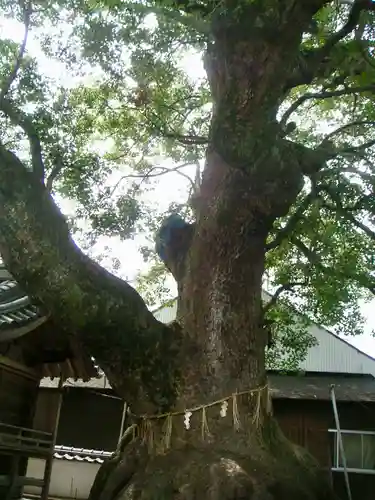 大神社の自然