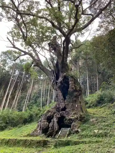 武雄神社の自然