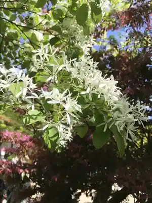 深大寺(東京都)