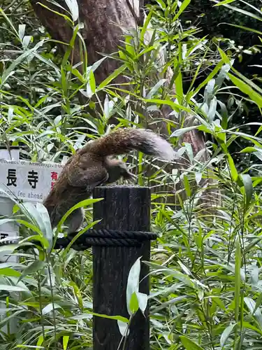 建長寺 半僧坊の動物