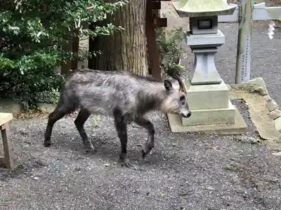 高司神社〜むすびの神の鎮まる社〜(福島県)