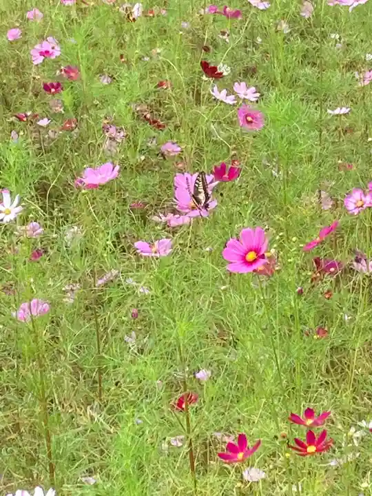 結縁寺(千葉県)