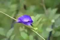 豊景神社の庭園