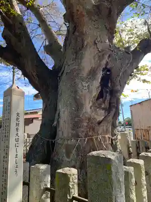 素鵞熊野神社の自然