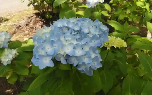 呑山観音寺の自然