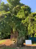 子ノ神社(千葉県)